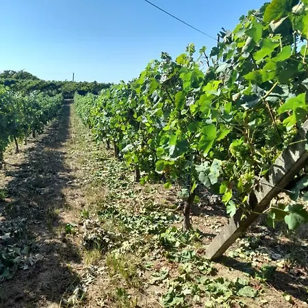 Quinta Do Silva Celorico De Basto