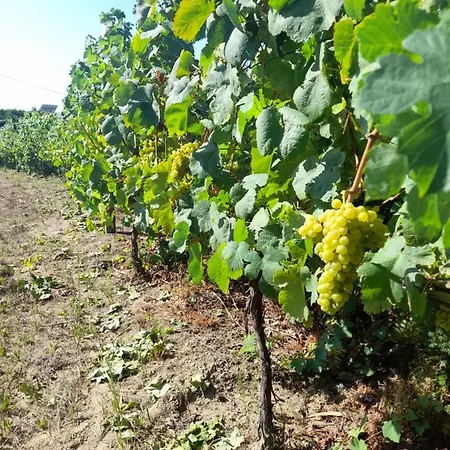 Quinta Do Silva