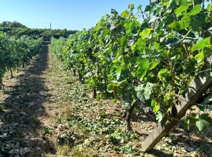 Quinta Do Silva 塞洛里库迪巴什图